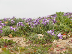 Matthiola tricuspidata