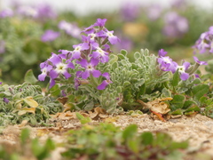 Matthiola tricuspidata