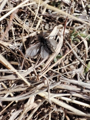 Ptilocephala plumifera