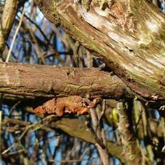 Fomitiporia hippophaeicola