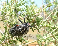 Julodis humeralis