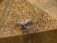 Philodromus buxi