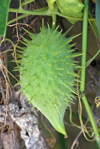 Marah guadalupensis