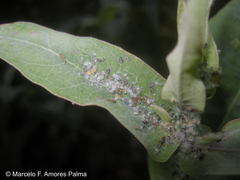 Ctenarytaina eucalypti