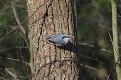 Sitta europaea