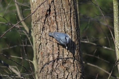 Sitta europaea