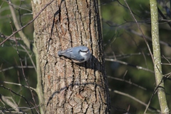 Sitta europaea