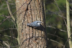 Sitta europaea