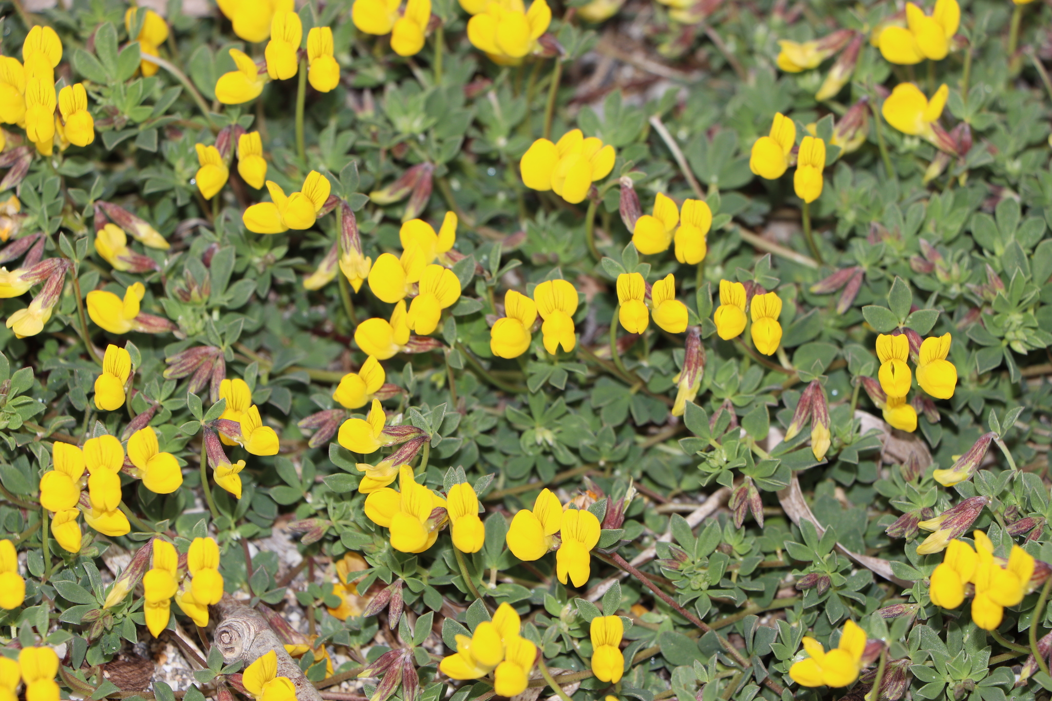 Lotus cytisoides