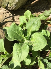 Asteraceae