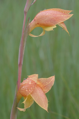 Gladiolus dalenii
