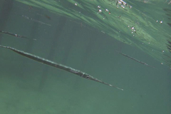Platybelone argalus