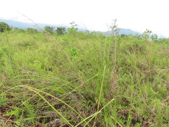 Cladium mariscus mariscus