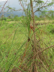 Cladium mariscus mariscus