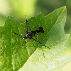 Synanthedon