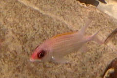 Holocentrus adscensionis