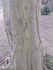 Carpinus betulus
