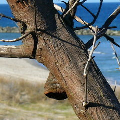 Fomitiporia hippophaeicola