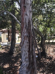 Lyonothamnus floribundus floribundus