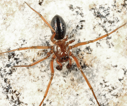 Boston Bayonet Money Spider