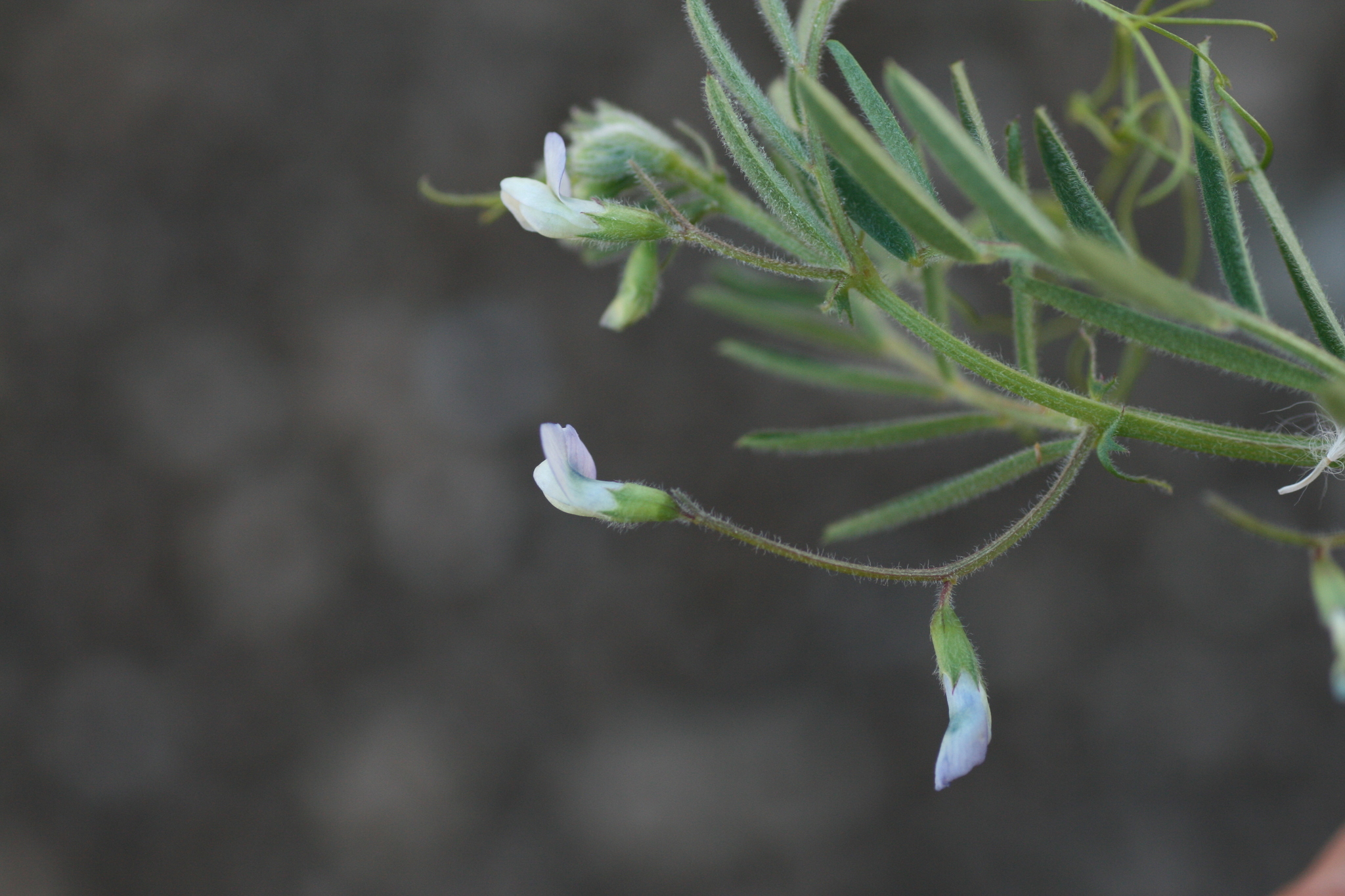 Vicia hassei