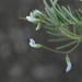 Vicia hassei - Photo (c) jrebman, algunos derechos reservados (CC BY-NC), subido por jrebman