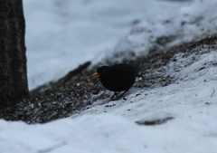 Turdus merula