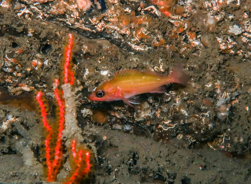 Starry rockfish (Sebastes constellatus) — Sebastidae — 5