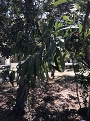 Lyonothamnus floribundus floribundus