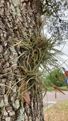 Tillandsia recurvata image