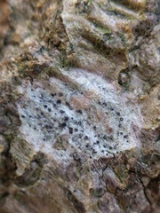 Anisomeridium biforme