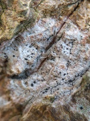 Anisomeridium biforme