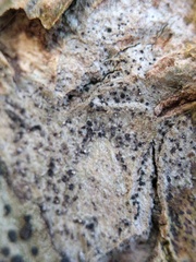 Anisomeridium biforme