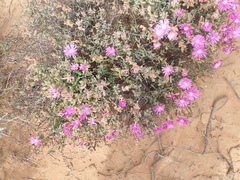 Drosanthemopsis diversifolia