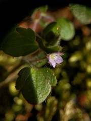 Veronica sublobata