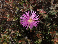 Drosanthemopsis diversifolia