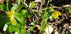 Eranthis