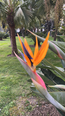Strelitzia reginae
