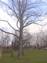 Liriodendron tulipifera