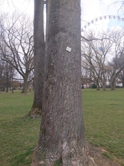 Liriodendron tulipifera