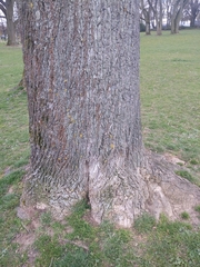 Liriodendron tulipifera