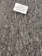 Liriodendron tulipifera