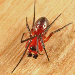 Styloctetor purpurescens