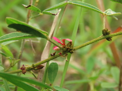 Indigofera trifoliata glandulifera