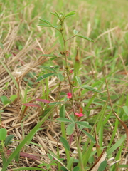 Indigofera trifoliata glandulifera