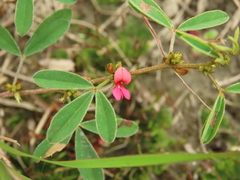 Indigofera trifoliata glandulifera