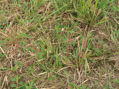 Indigofera trifoliata glandulifera