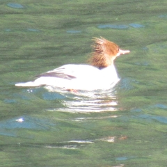 Mergus merganser