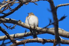 Fringilla montifringilla