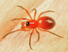 Styloctetor purpurescens